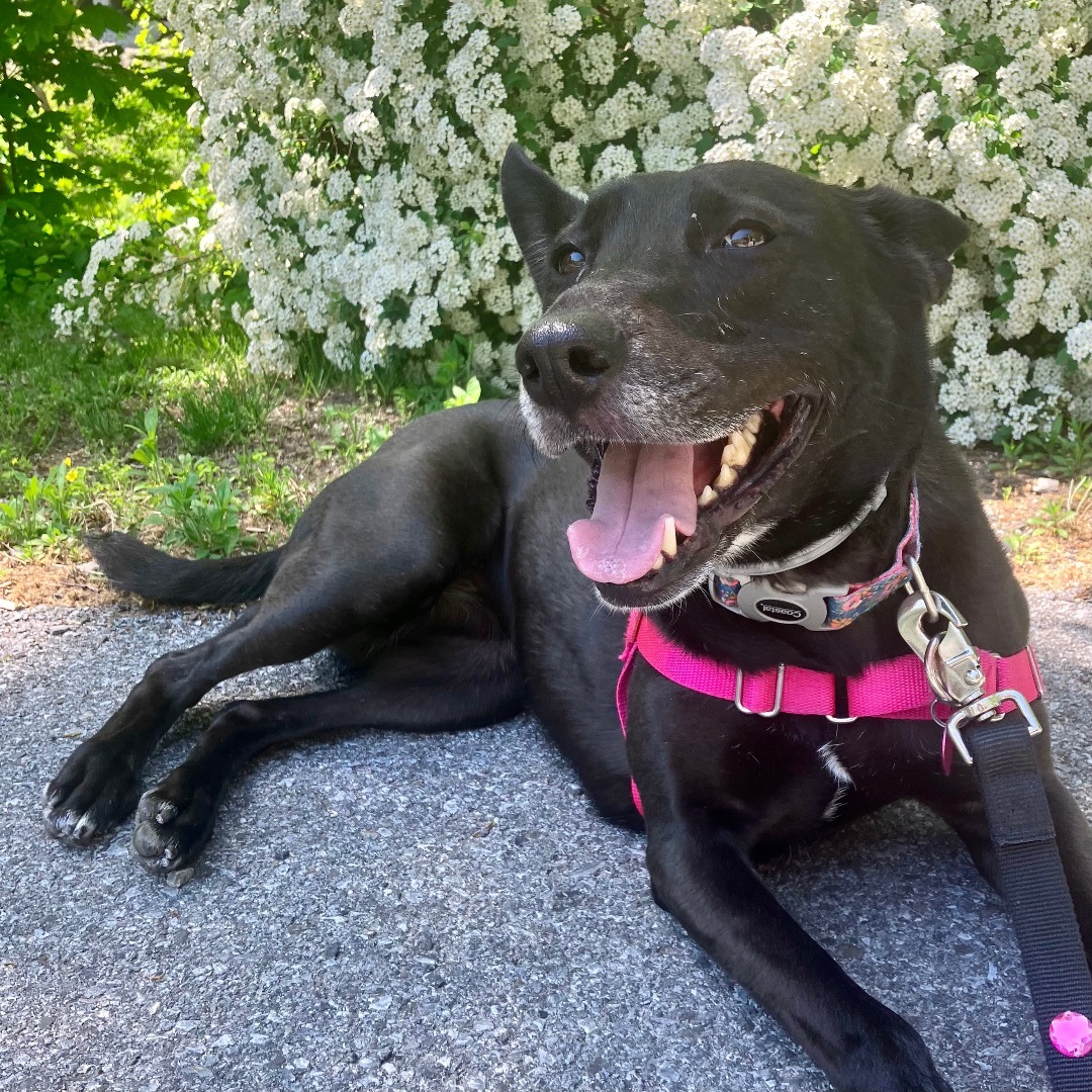 Karla, a Adoptable mixed breed in Beacon, NY image 1/12