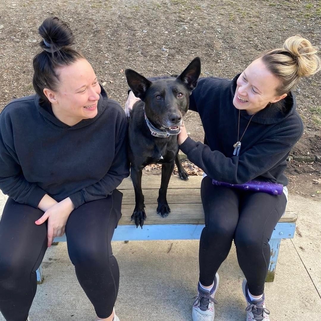 Enlarge Karla, a Adoptable mixed breed in Beacon, NY image 11/12