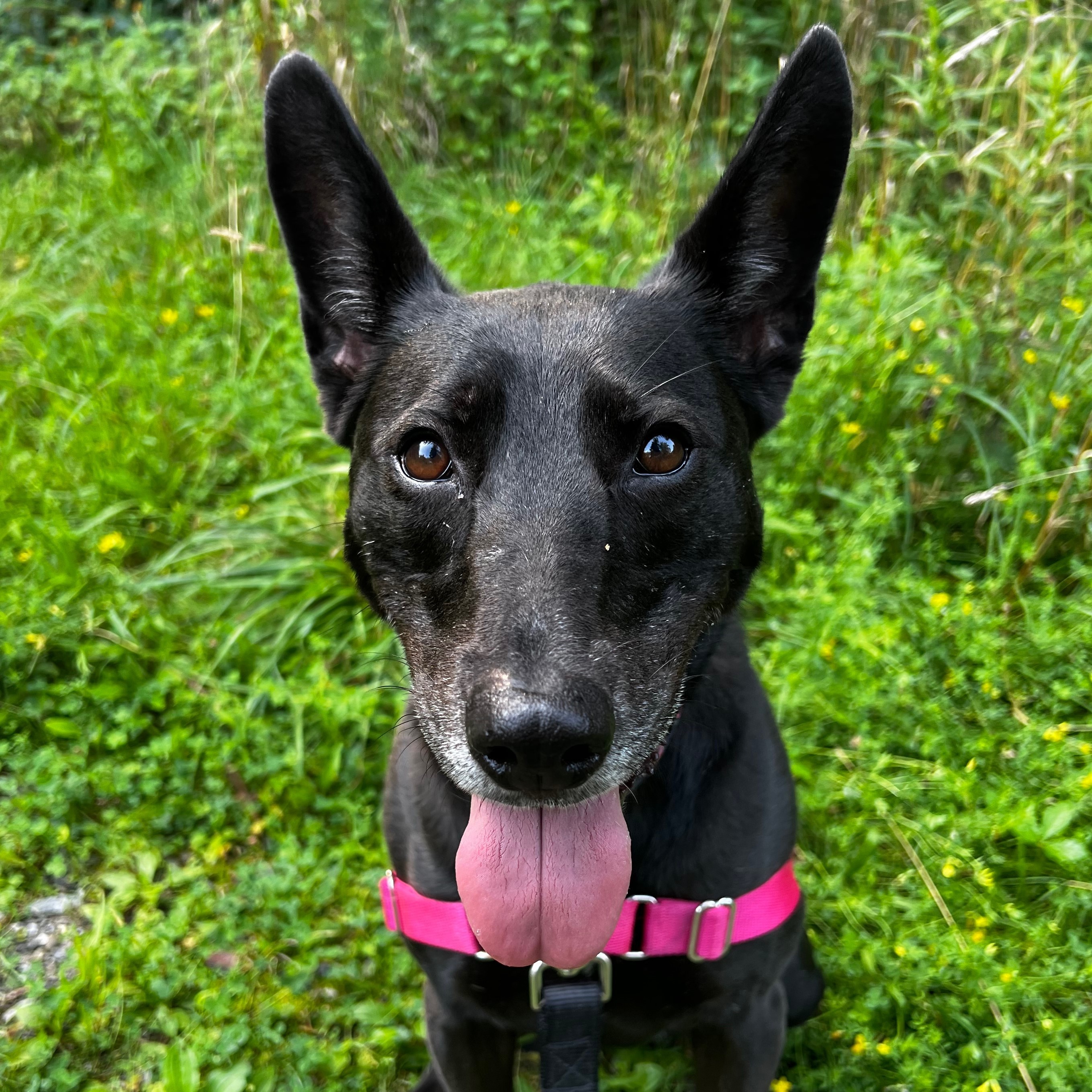 Enlarge Karla, a Adoptable mixed breed in Beacon, NY image 12/12