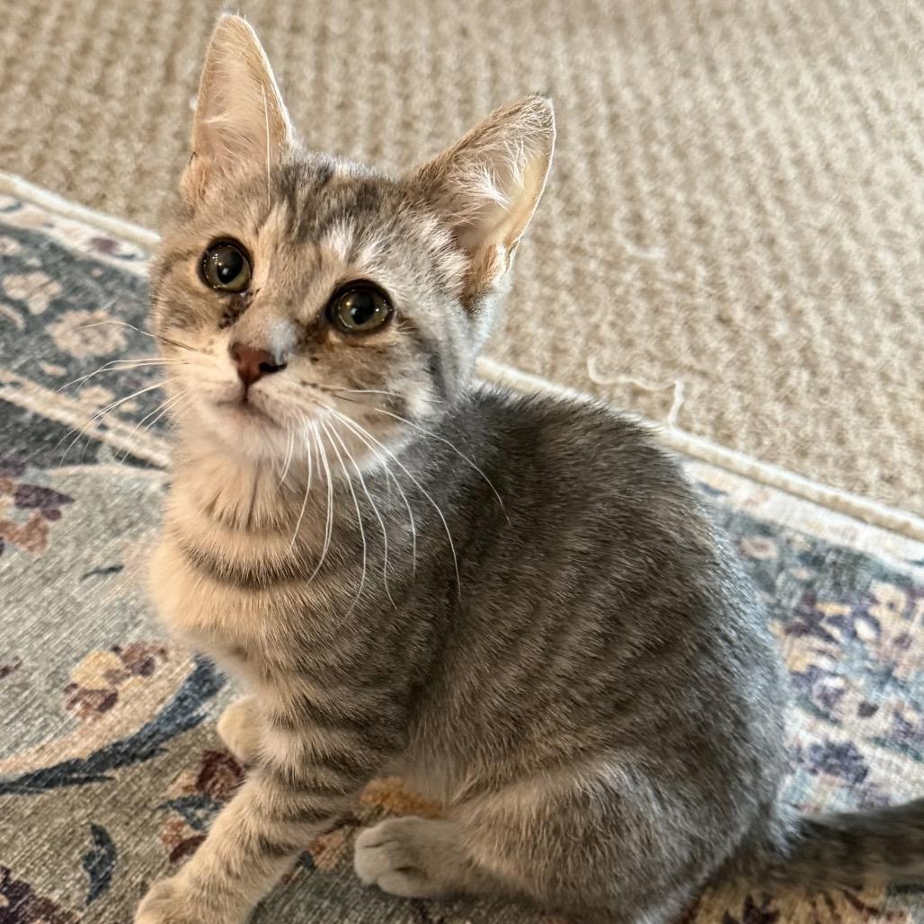 Daisy Mae **Off-Site Foster Home**, Adoptable, Young Female Domestic Short Hair.