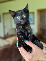 Binks, an adoptable Domestic Short Hair in El Reno, OK, 73036 | Photo Image 1