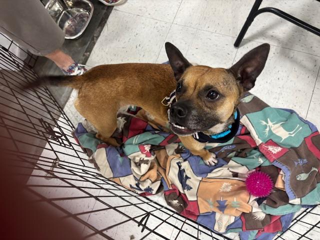 Enlarge Odin, a Adoptable mixed breed in Scott Depot, WV image 2/2