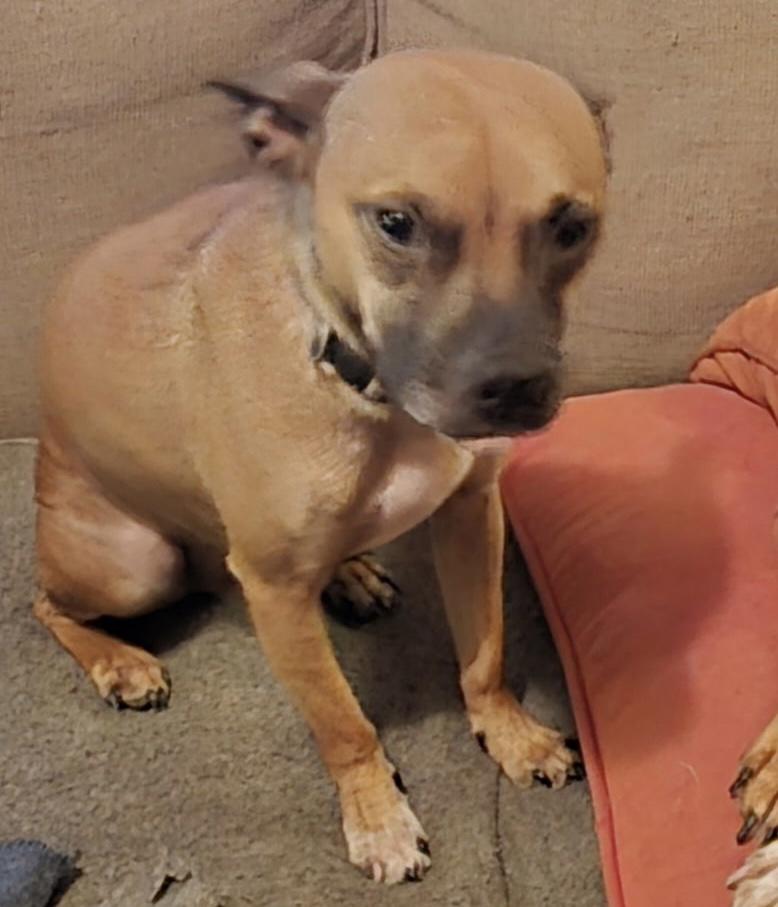 Enlarge Odin, a Adoptable mixed breed in Scott Depot, WV image 1/2