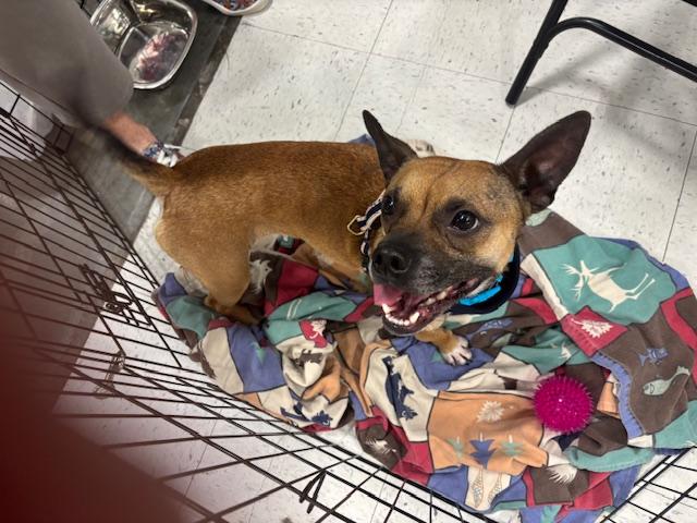 Enlarge Odin, a Adoptable mixed breed in Scott Depot, WV image 1/2