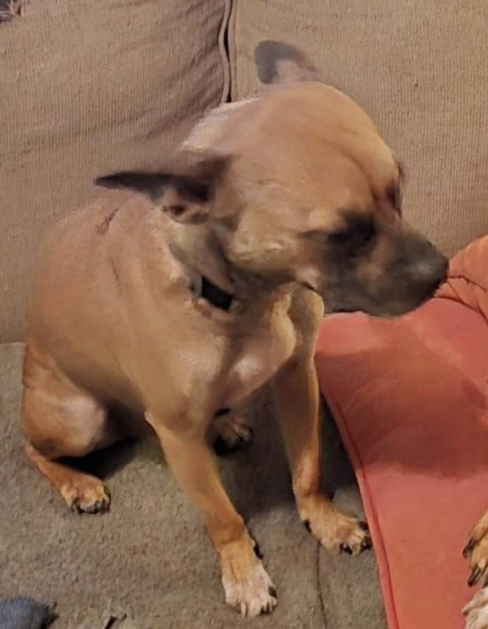 Enlarge Odin, a Adoptable mixed breed in Scott Depot, WV image 2/2