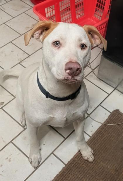 Winston, Adoptable, Adult Male Pit Bull Terrier & Mixed Breed.