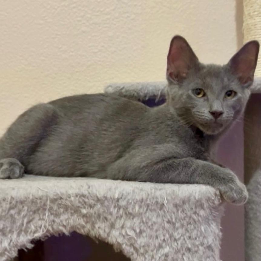 Jerry, Adoptable, Kitten Male Domestic Short Hair.