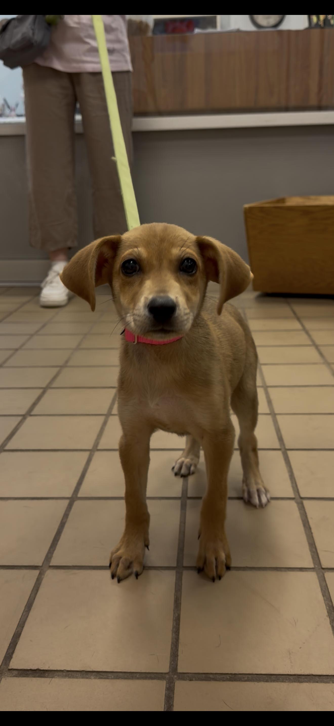 Sweet Pea, ADOPTABLE, Young Female Terrier.
