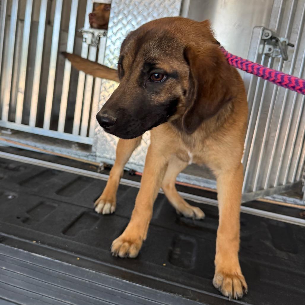 Bacon, Adoptable, Young Male Mixed Breed.