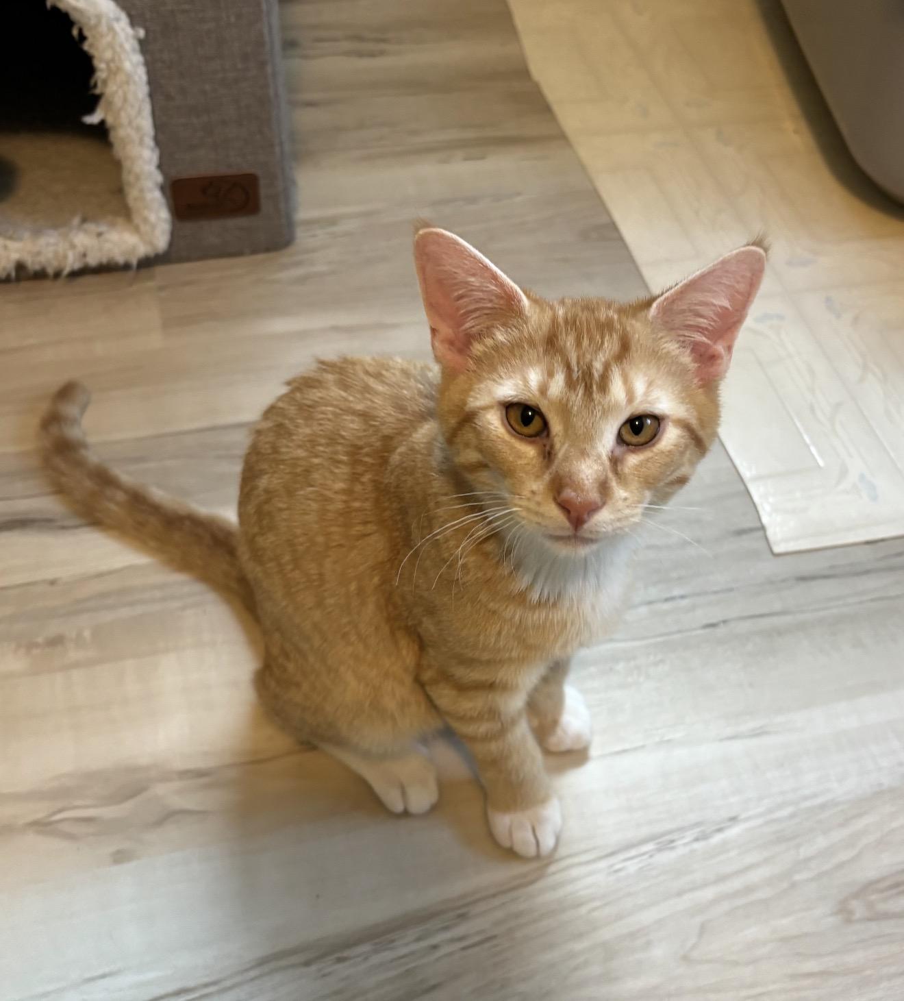 Tangerine (Hugger), adopted, Kitten Male Domestic Short Hair.