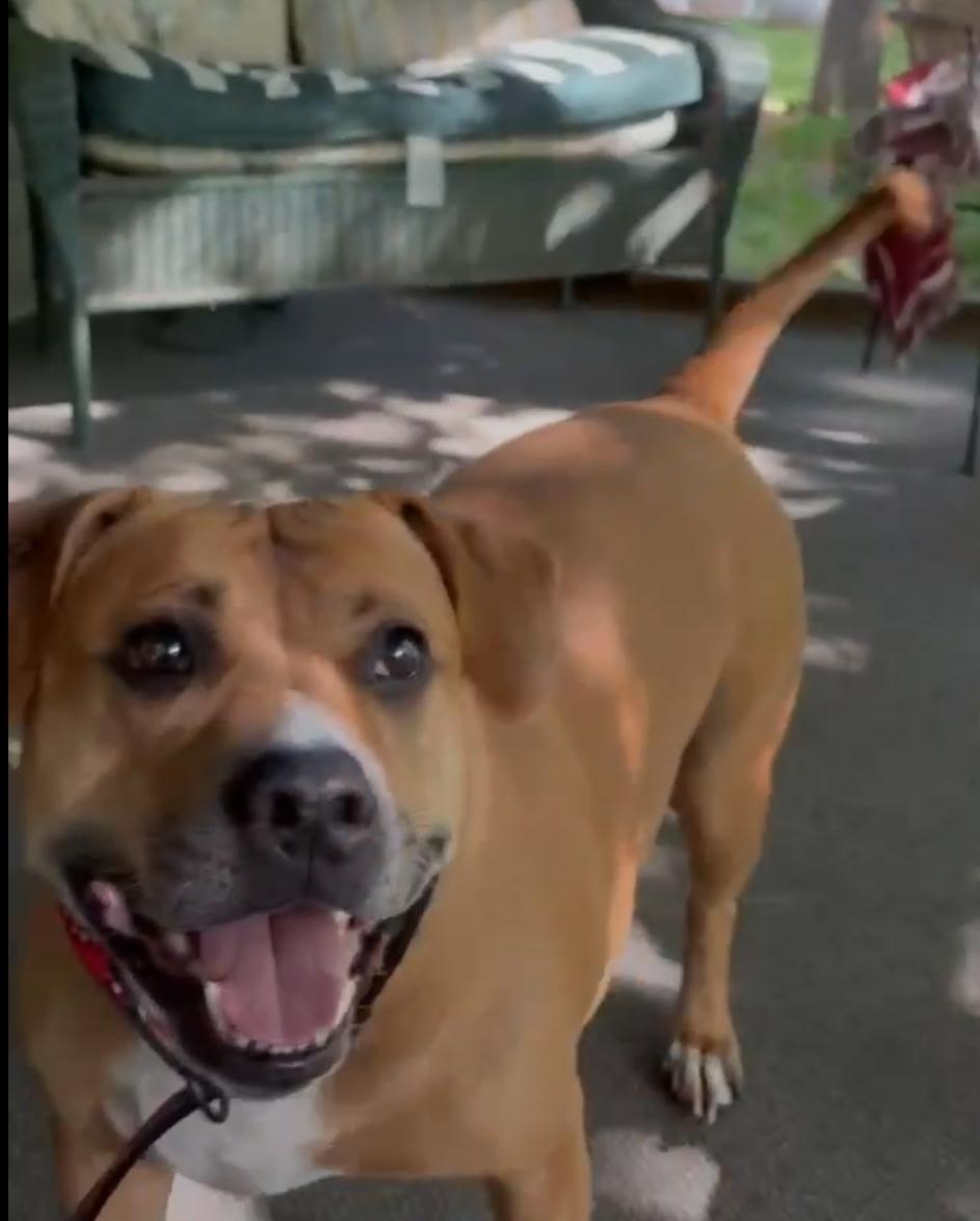 Enlarge Charlie, a Adoptable Mixed Breed in Mauston, WI image 1/2