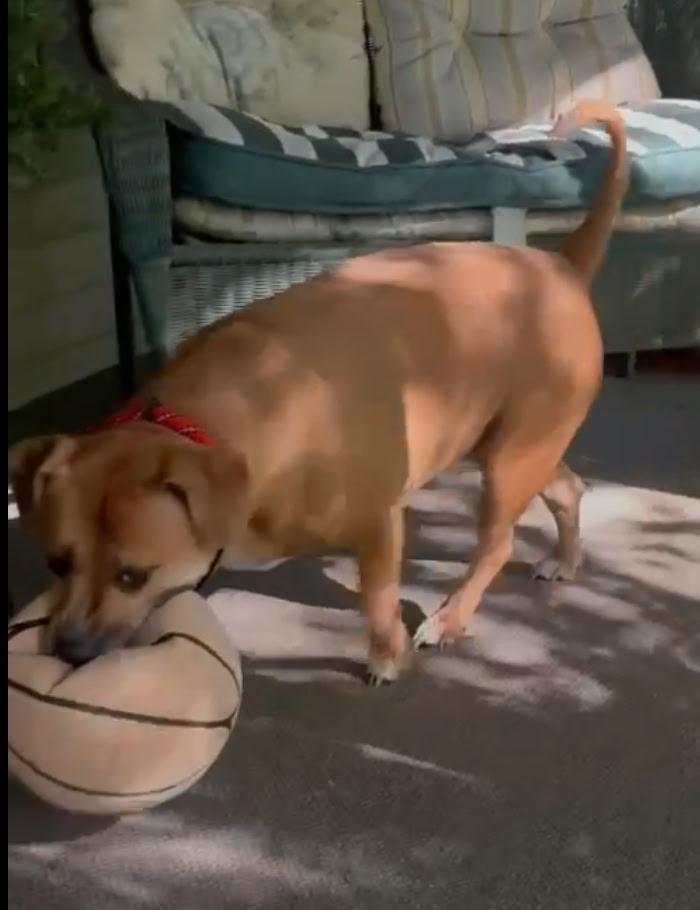 Enlarge Charlie, a Adoptable Mixed Breed in Mauston, WI image 2/2