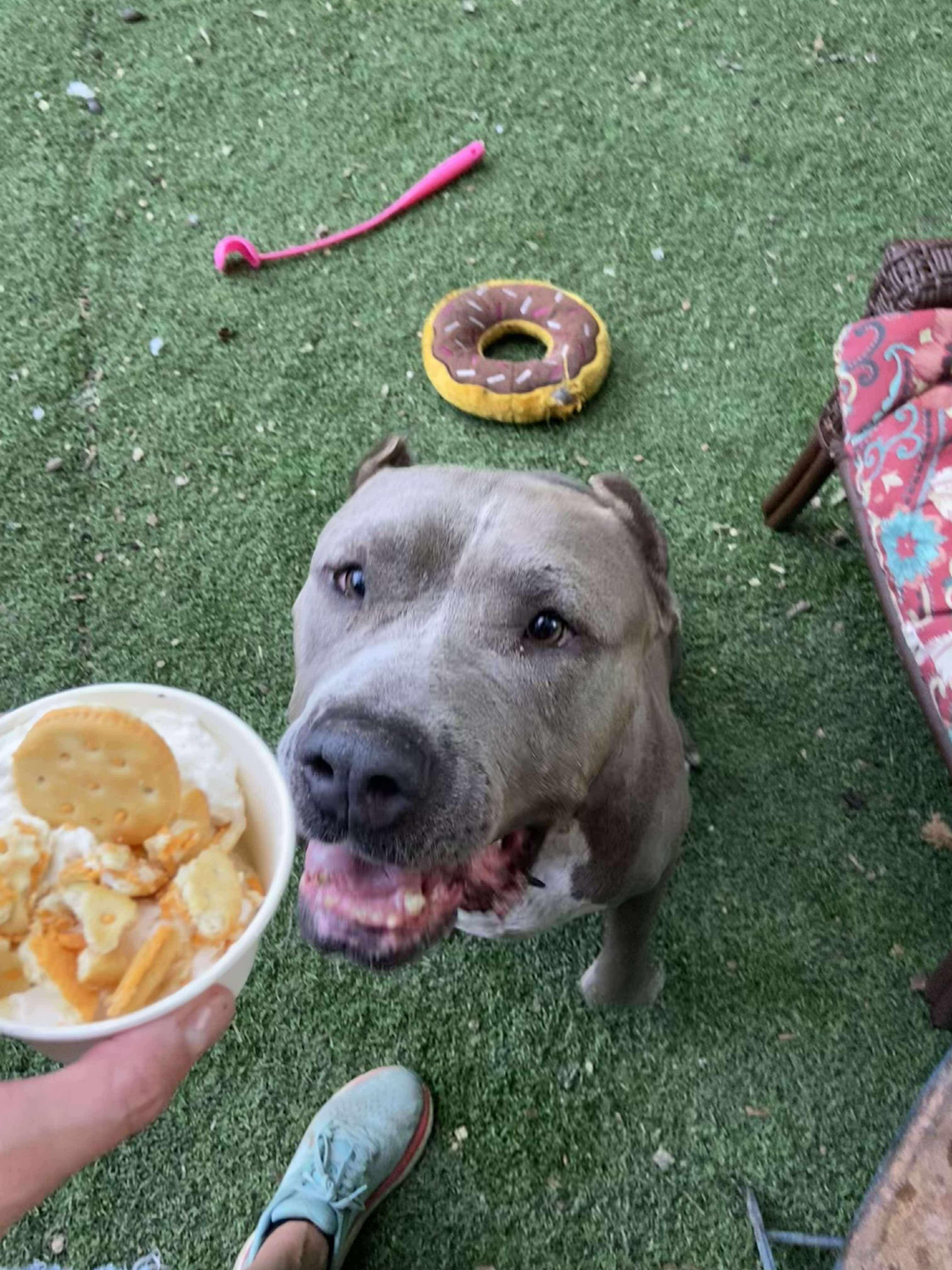 Bertha, a Adoptable American Staffordshire Terrier in Kerrville, TX image 4/5
