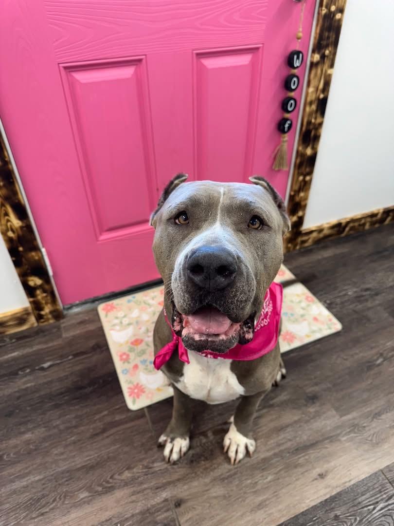 Bertha, Adoptable, Adult Female American Staffordshire Terrier.