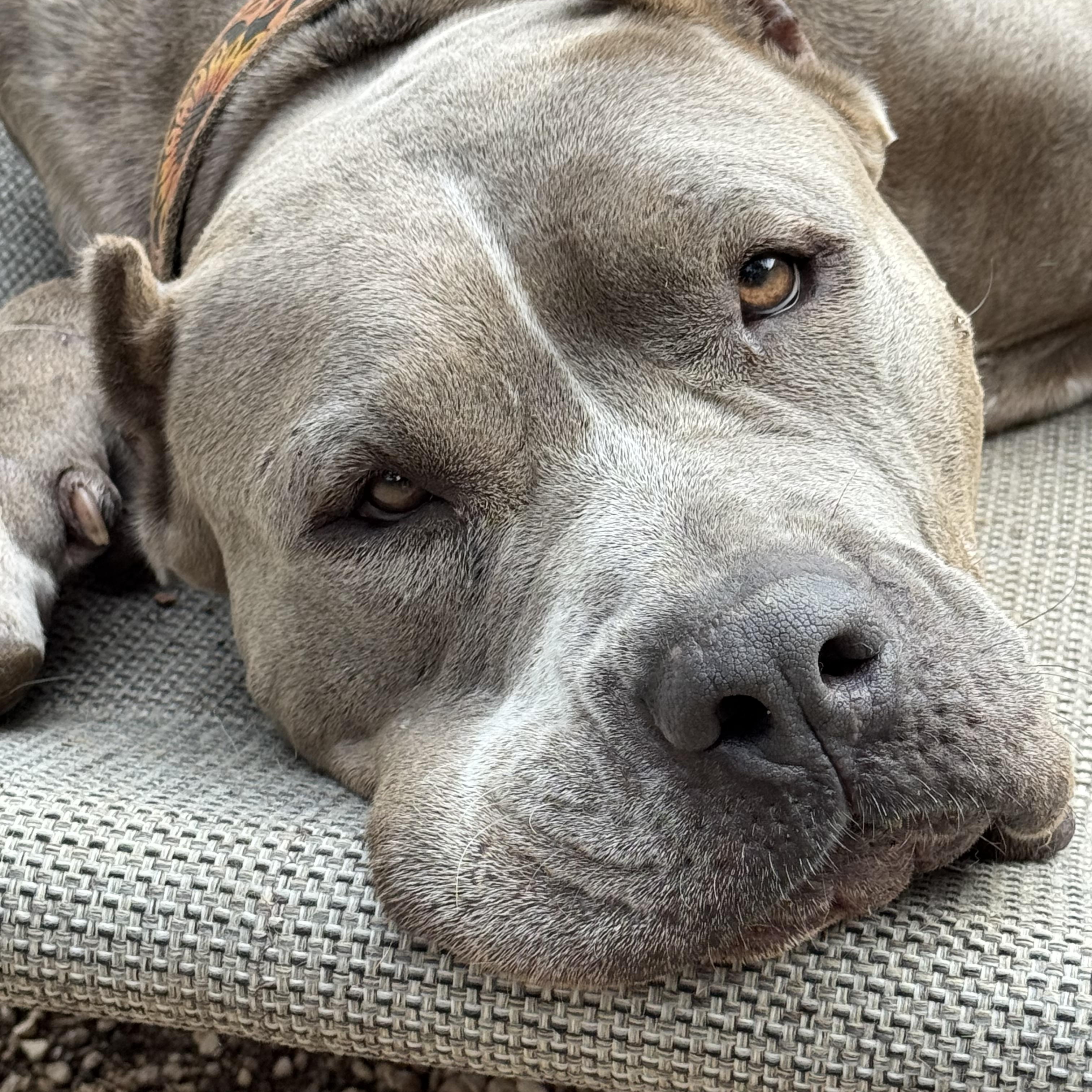 Bertha, a Adoptable American Staffordshire Terrier in Kerrville, TX image 1/5