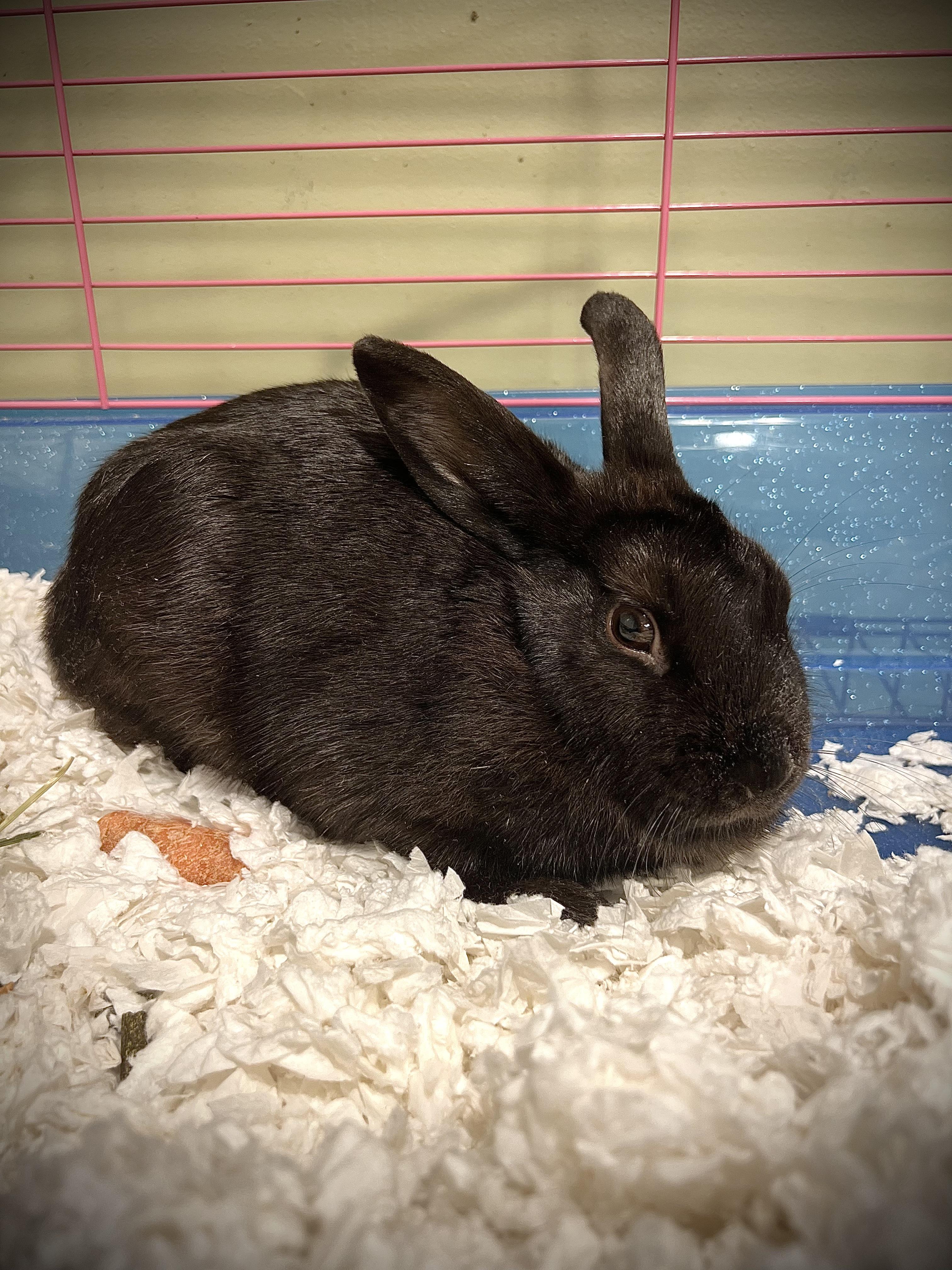 Mia Hamm, Adoptable, Adult Female Havana.