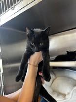 Willow, ADOPTABLE, Young Female Domestic Short Hair.