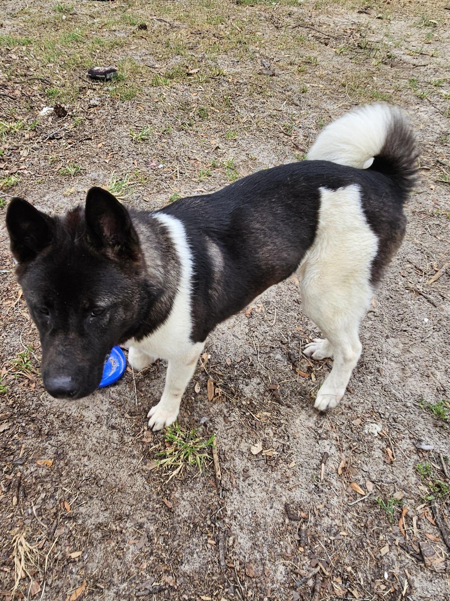 Layla, Young Female unknown
