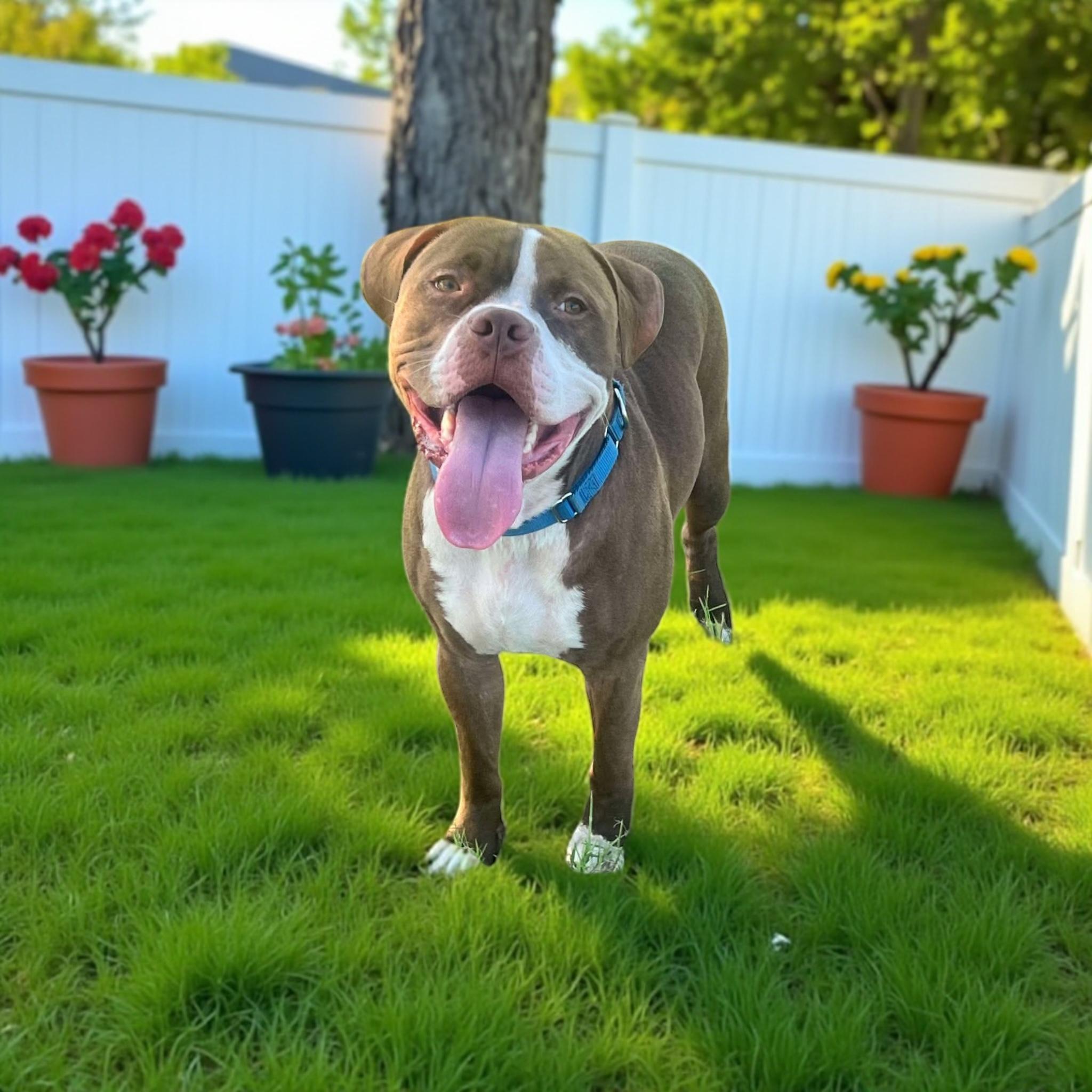 Bud