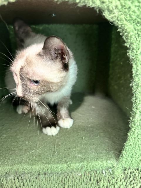 Enlarge Sonic, a Adoptable mixed breed in Brewster, NY image 3/6