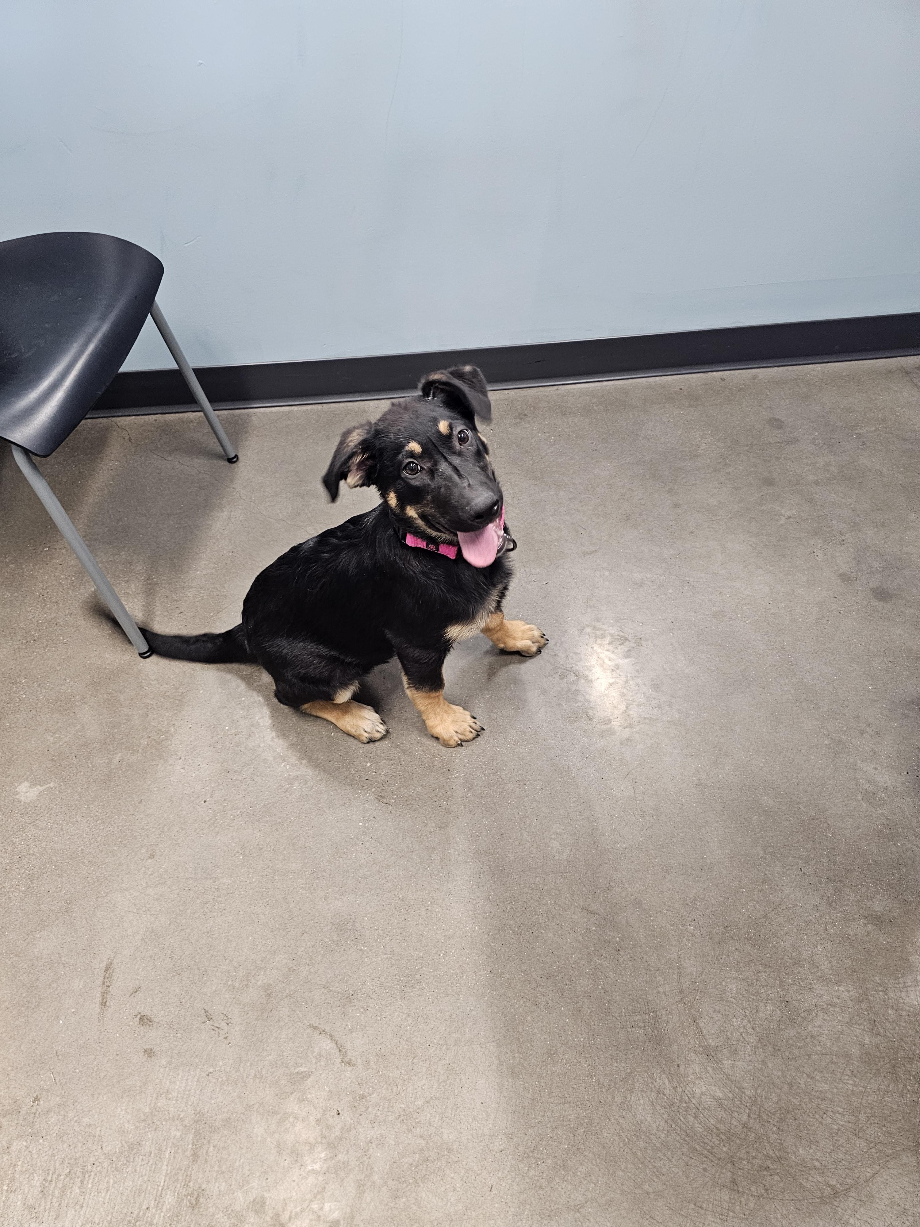 Enlarge Delta, a Adoptable mixed breed in Mesa, AZ image 1/1