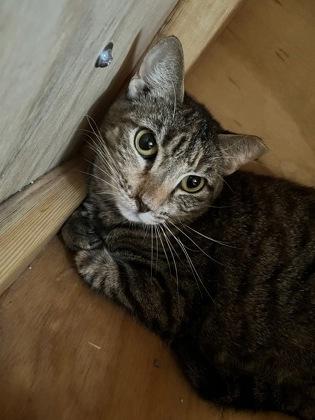 Wanda, Adoptable, Adult Female Domestic Short Hair & Domestic Short Hair.