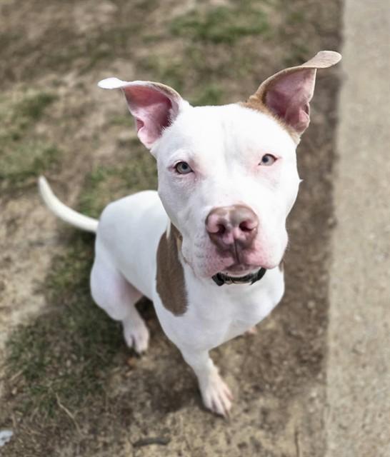 Enlarge JIMMY NEUTRON, a Adoptable mixed breed in Olivette, MO image 2/2
