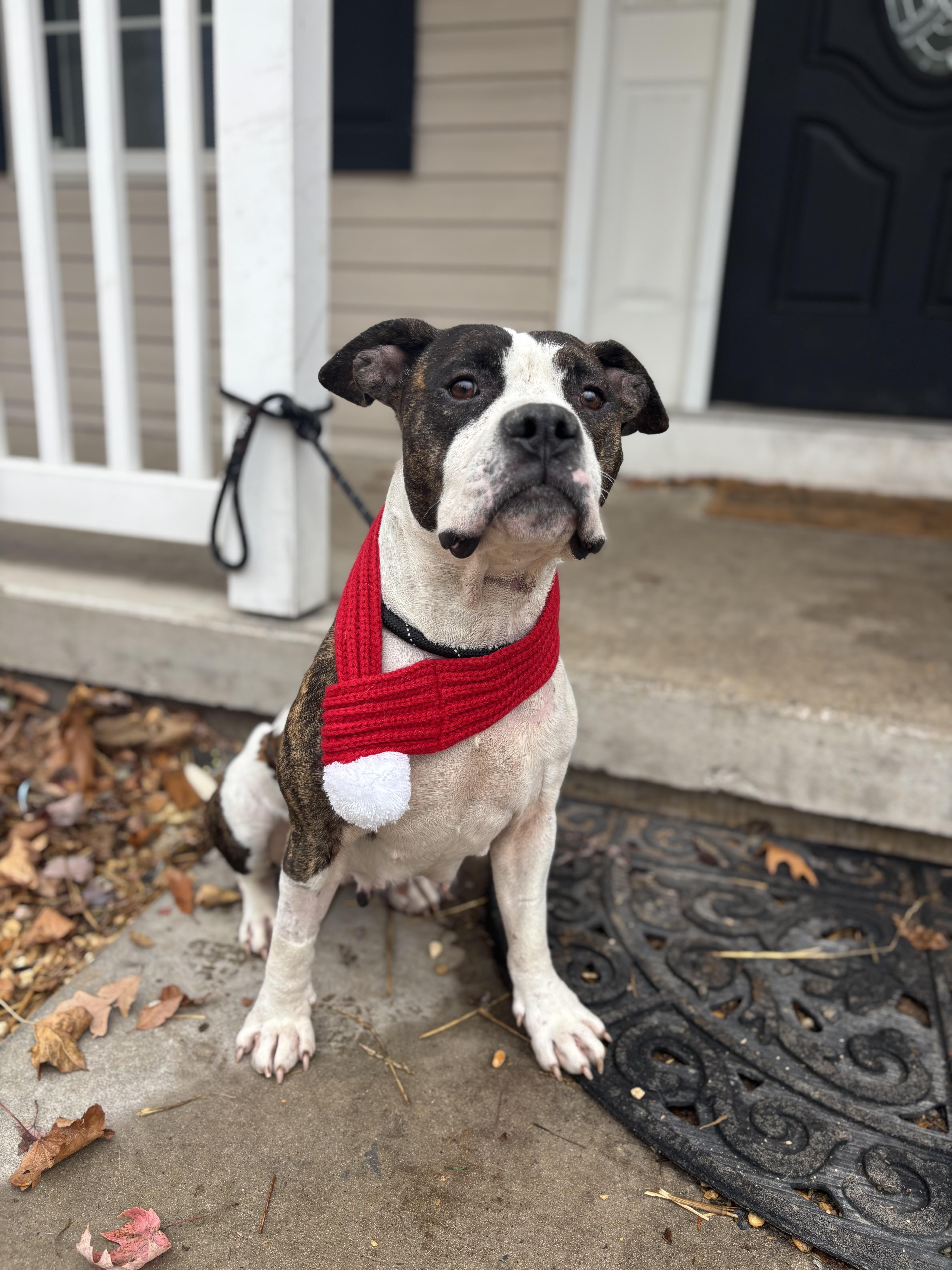Enlarge Rosie, a Adoptable mixed breed in Felton, PA image 1/1