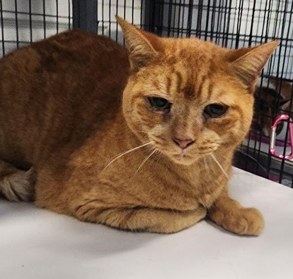 Dillon, Adopted, Senior Male Domestic Short Hair.
