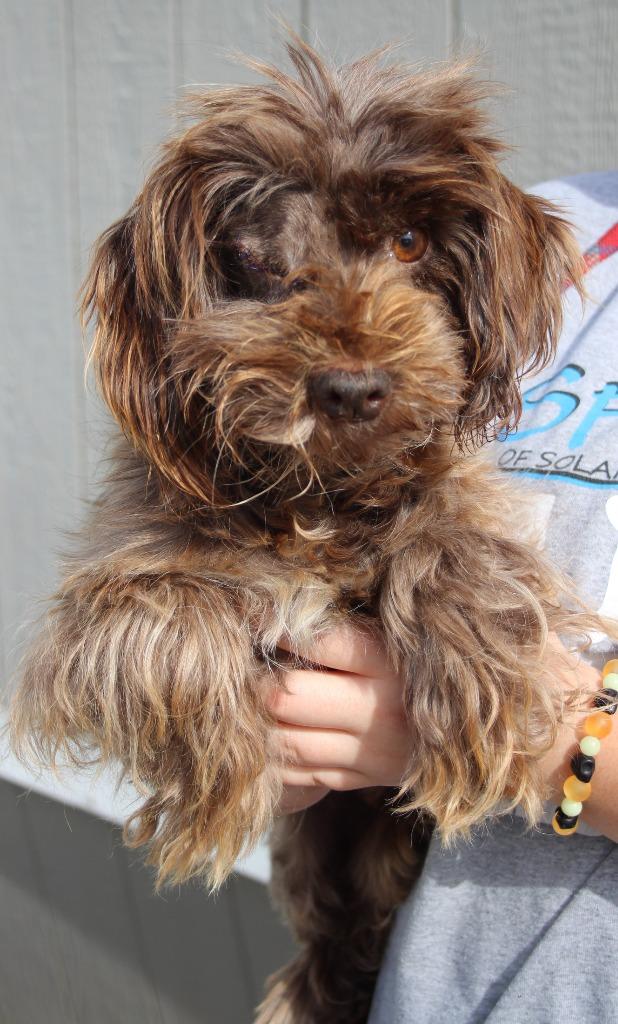 Enlarge Star, a Adoptable mixed breed in Vacaville, CA image 1/1