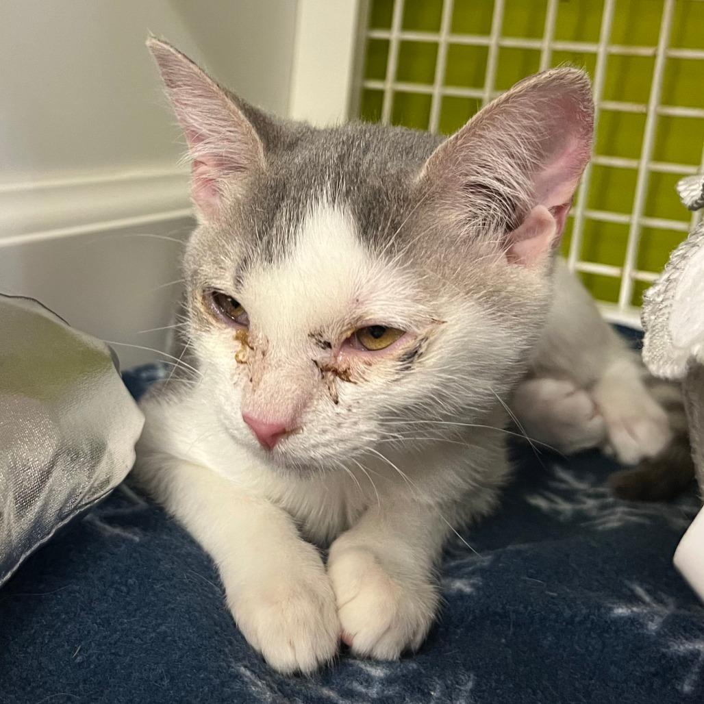 Enlarge Katara, a Adoptable Domestic Short Hair in Atlanta, GA image 1/1