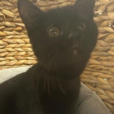 Enlarge Onyx, a ADOPTABLE mixed breed in Bryan, OH image 2/2