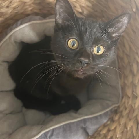 Onyx, ADOPTABLE, Kitten Male Domestic Medium Hair.