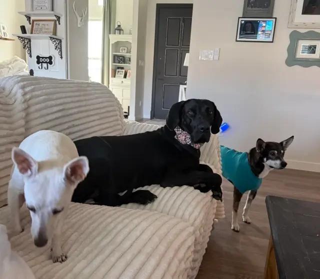 Maddie, Adoptable, Young Female Great Dane.