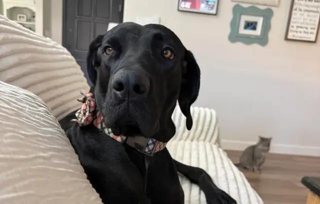 Enlarge Maddie, a Adoptable Great Dane in Polk, OH image 3/3
