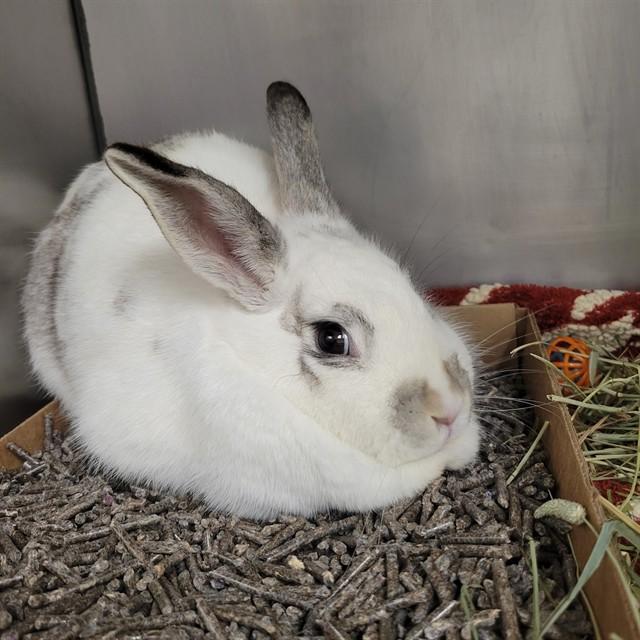 BABS, Adoptable, Young Female Bunny Rabbit.