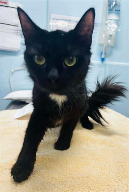 Enlarge DAISY, a Adoptable Domestic Medium Hair in London, ON image 1/1