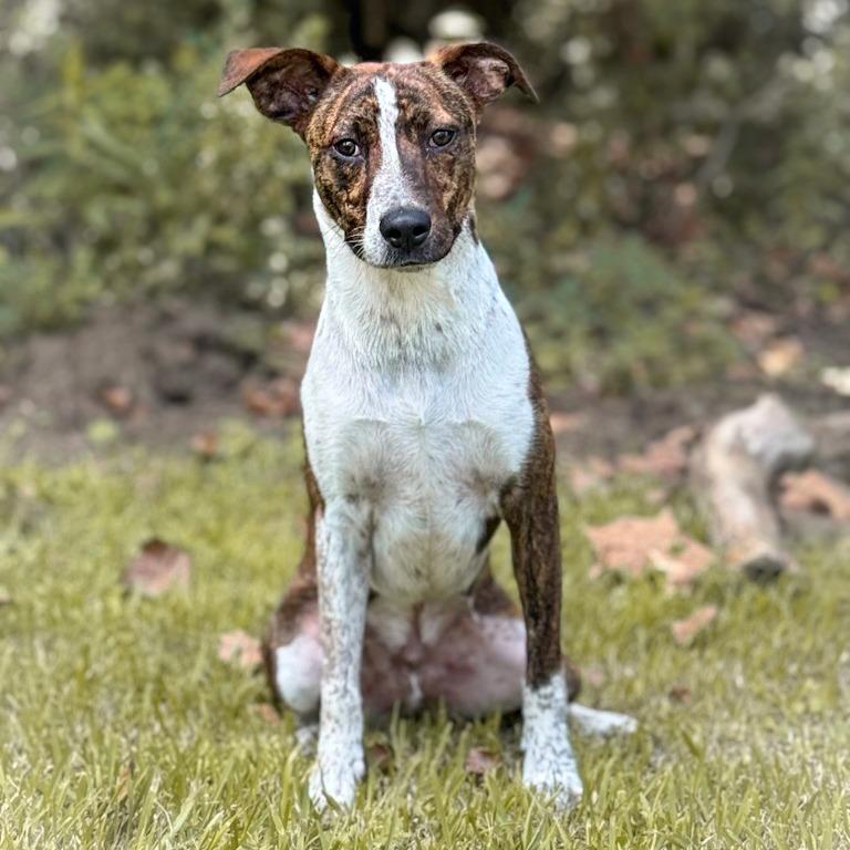 Lefty, Adoptable, Adult Male Australian Cattle Dog / Blue Heeler & Mixed Breed.