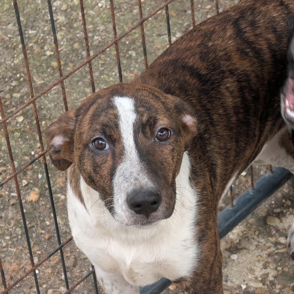 Lefty, a Adoptable mixed breed in Lucedale, MS image 2/2