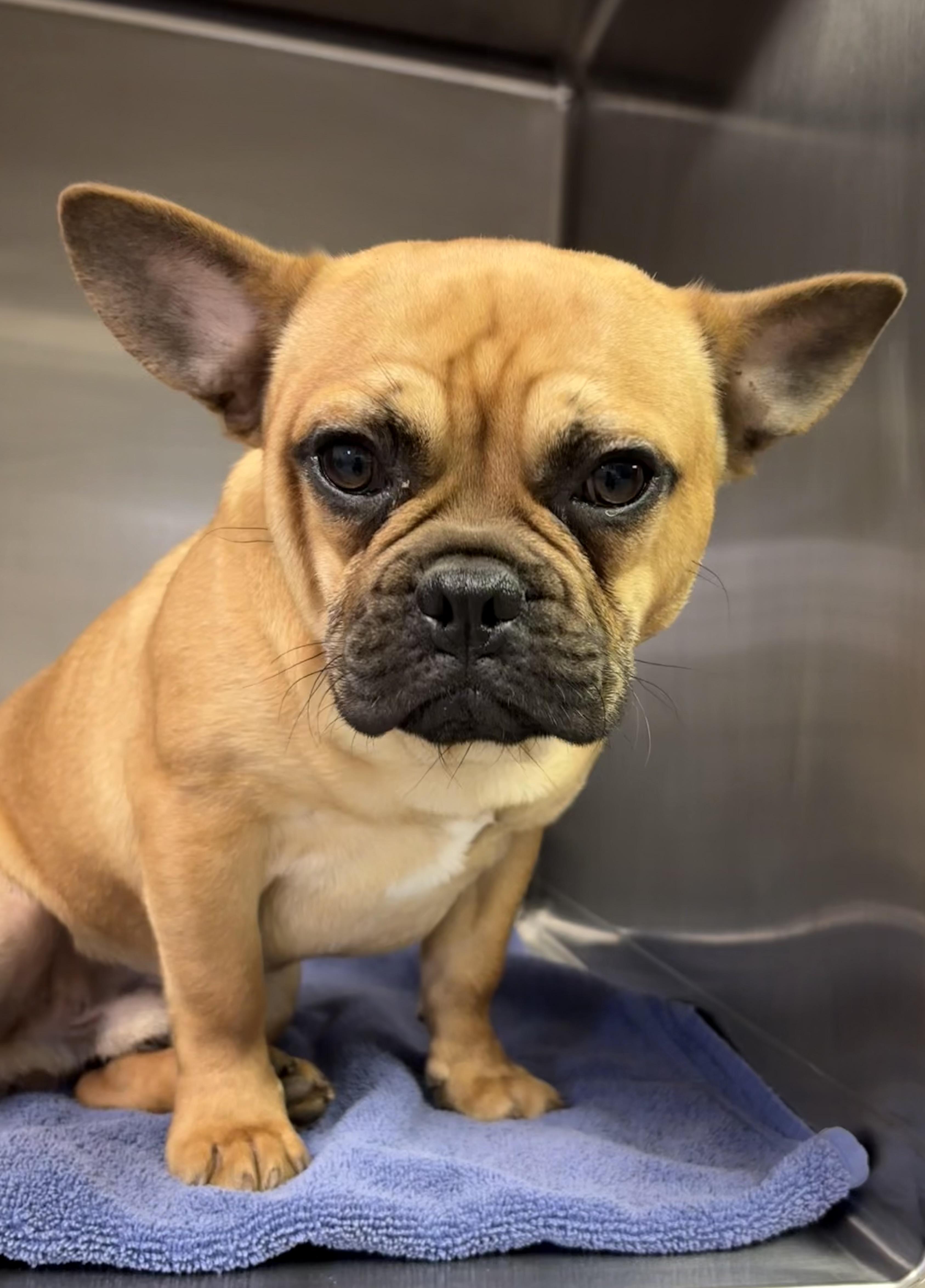 Yoda, a ADOPTABLE mixed breed in Concord, CA image 1/6