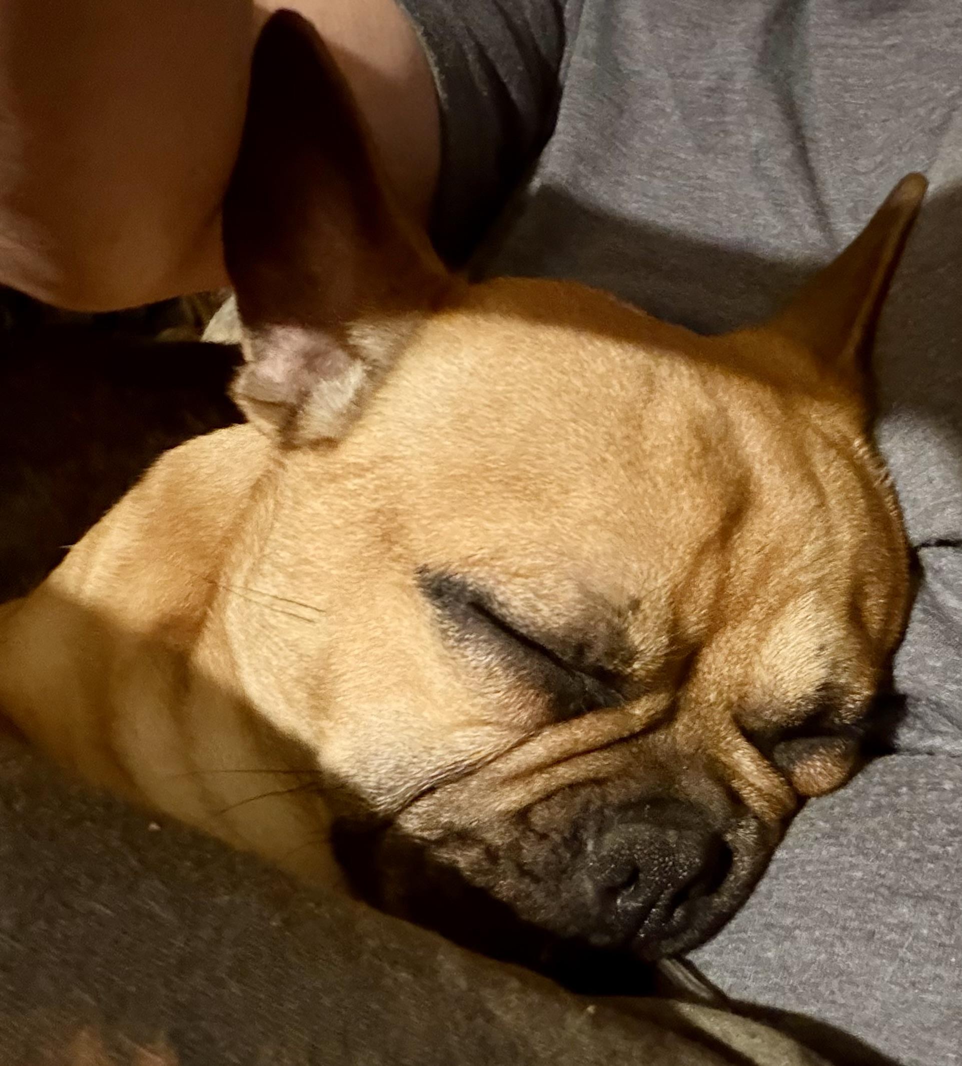 Yoda, a ADOPTABLE mixed breed in Concord, CA image 4/6