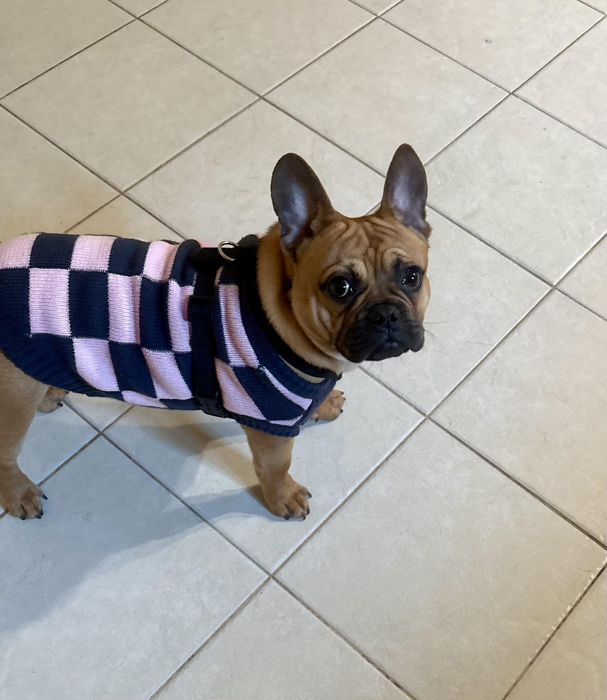 Yoda, a ADOPTABLE mixed breed in Concord, CA image 5/6