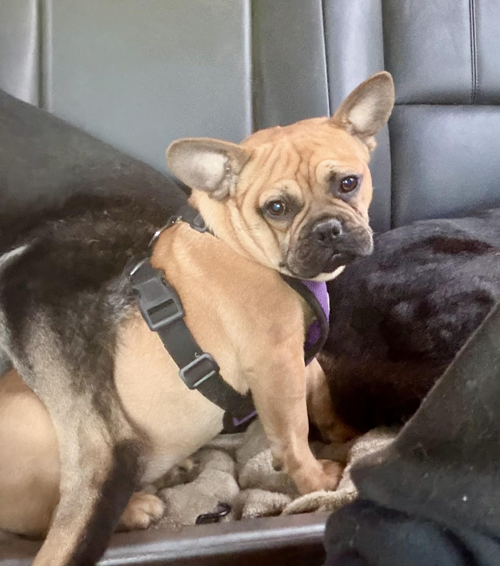 Yoda, a ADOPTABLE mixed breed in Concord, CA image 3/6