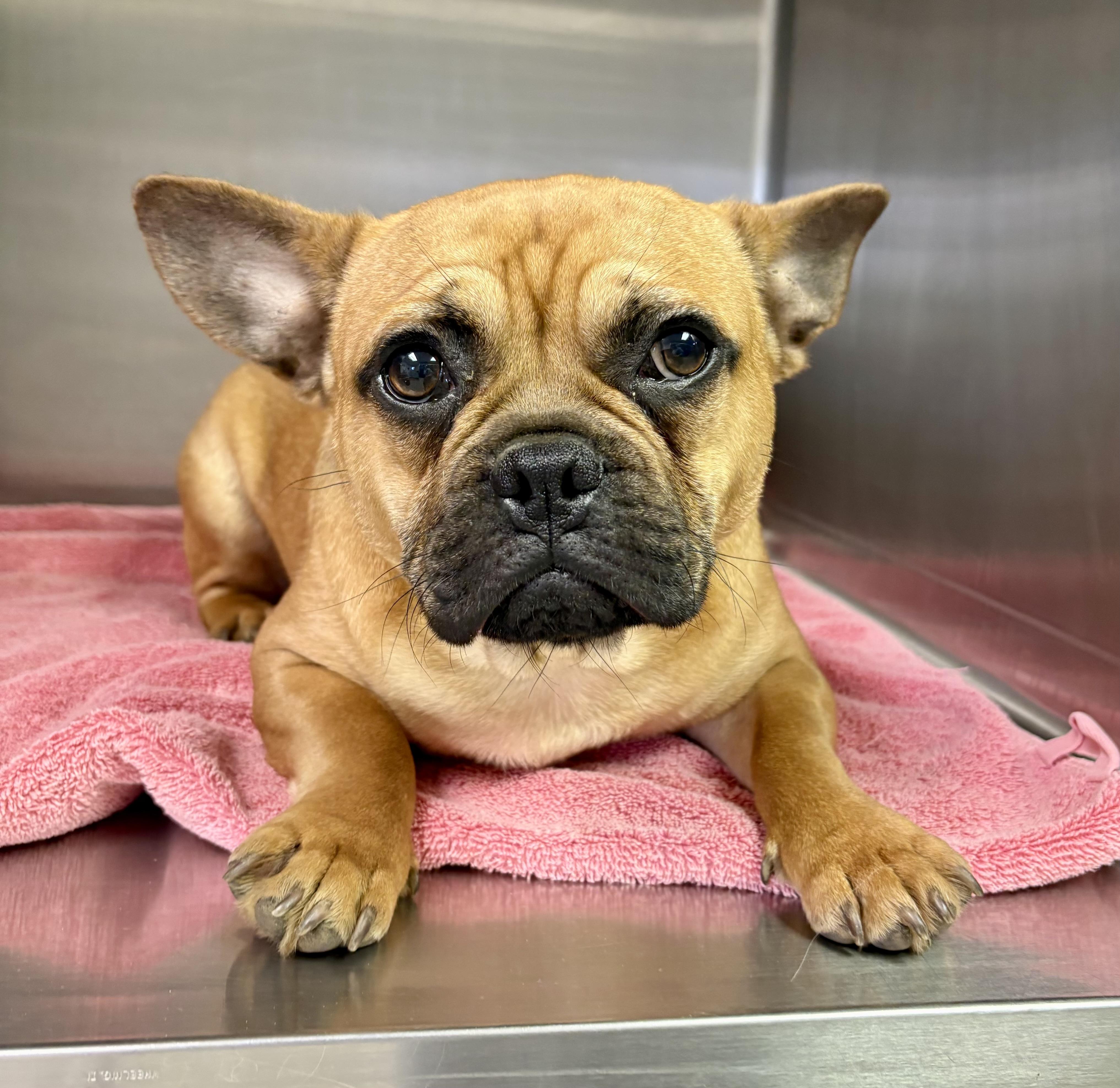 Yoda, a ADOPTABLE mixed breed in Concord, CA image 2/6