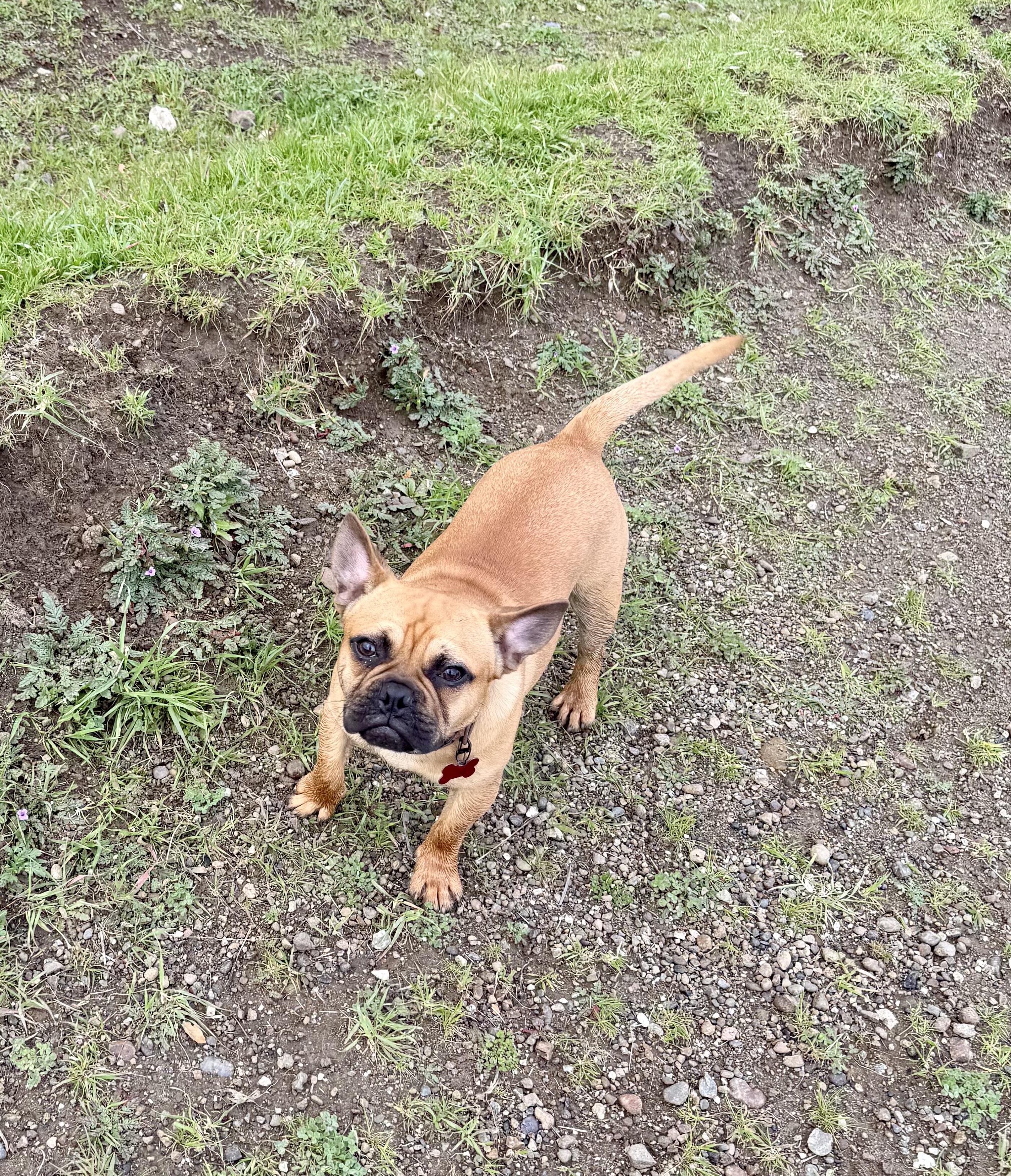 Enlarge Yoda, a ADOPTABLE mixed breed in Concord, CA image 6/6