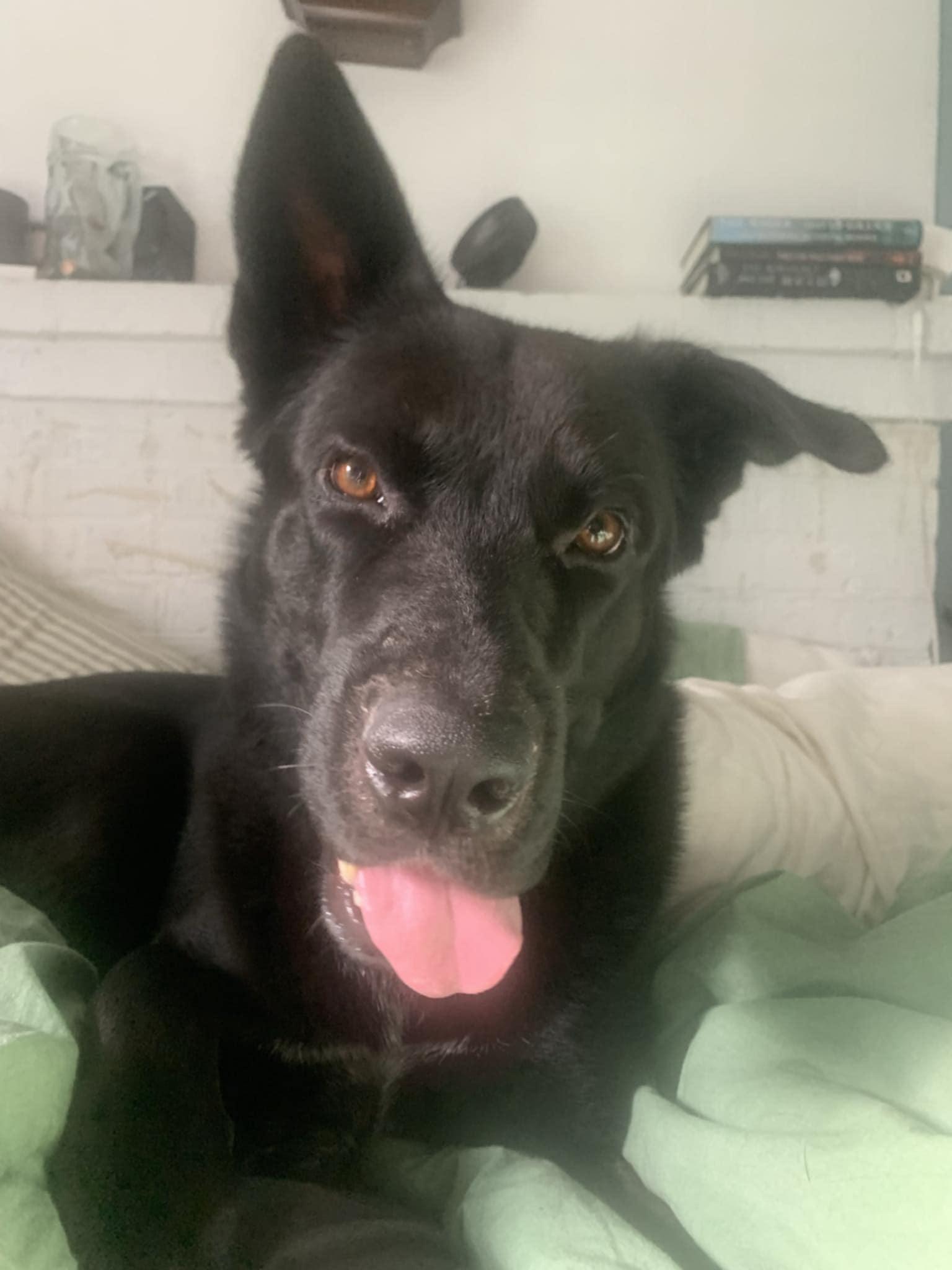 Teddy, Adopted, Young Male German Shepherd Dog.