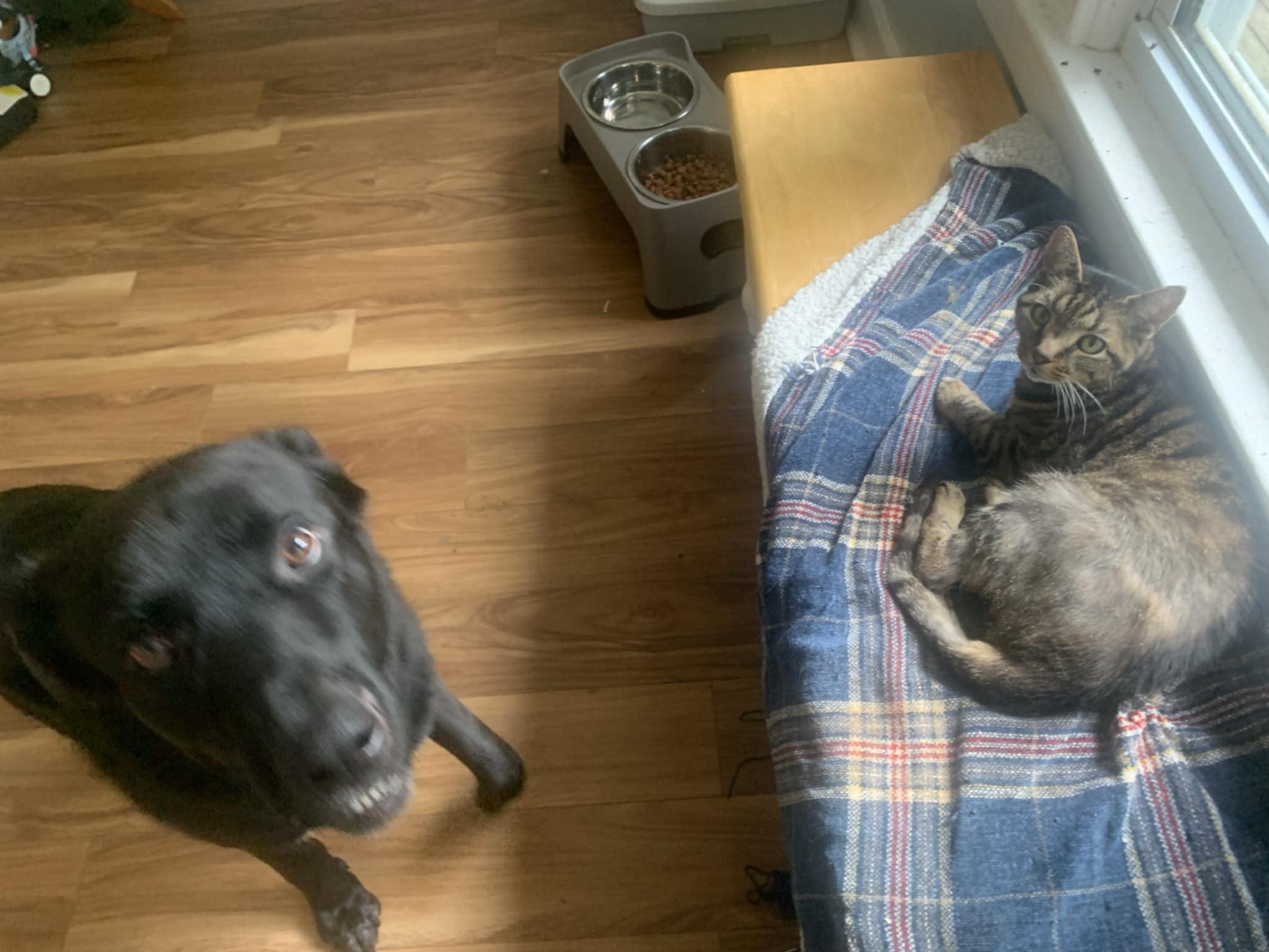 Enlarge Teddy, a Adopted mixed breed in Virginia Beach, VA image 5/6