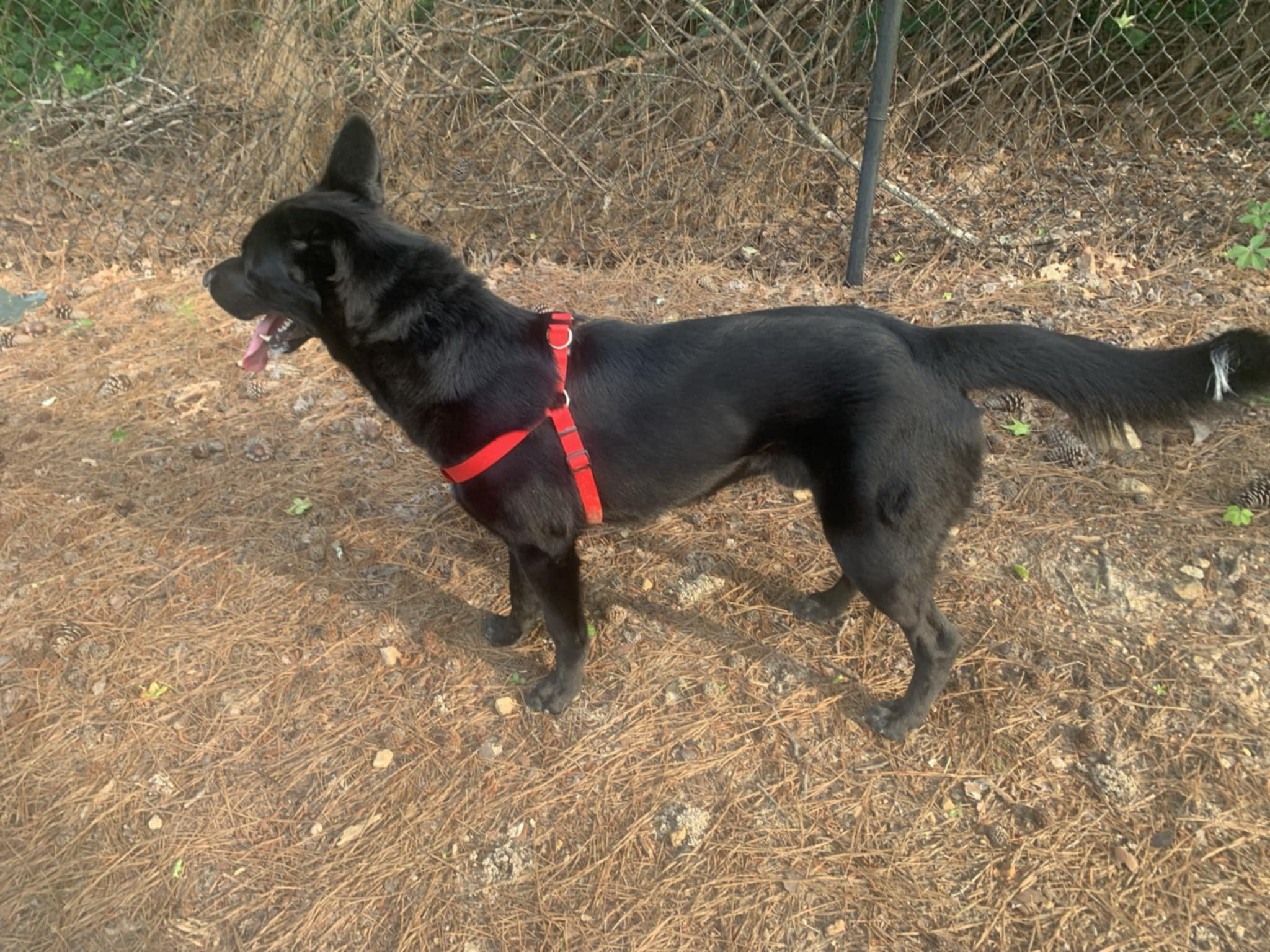 Enlarge Teddy, a Adopted mixed breed in Virginia Beach, VA image 6/6