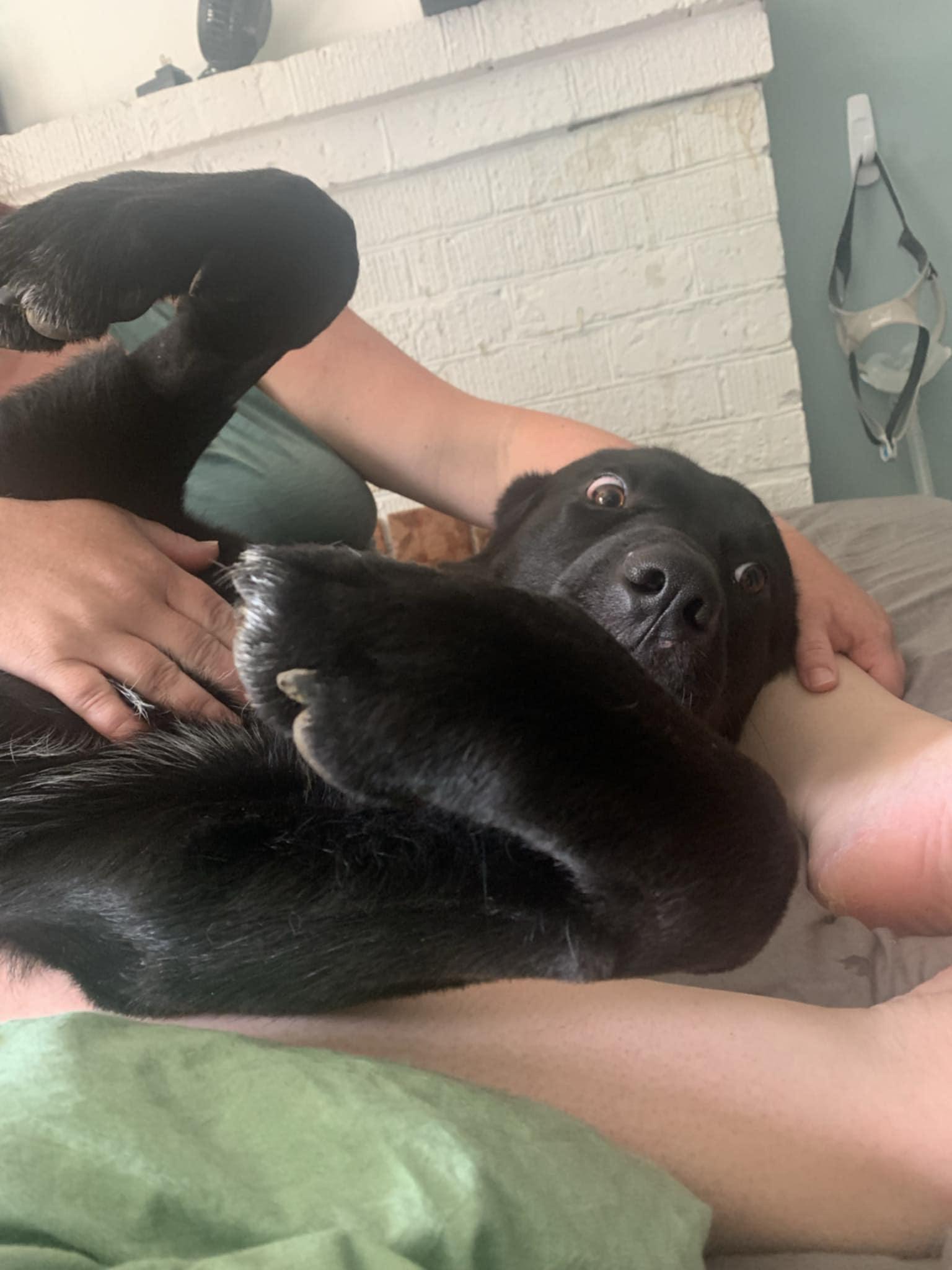 Enlarge Teddy, a Adopted mixed breed in Virginia Beach, VA image 4/6