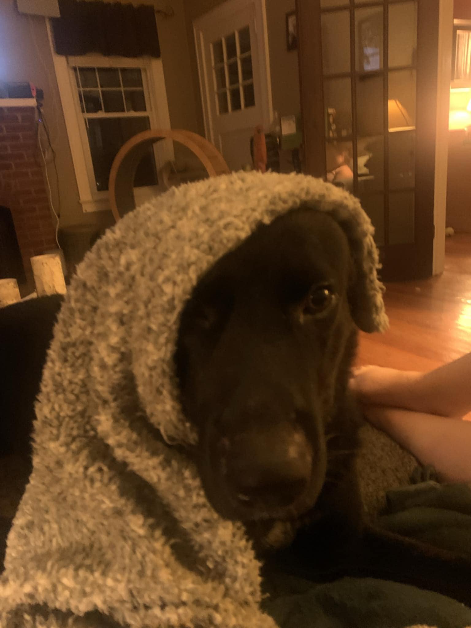 Enlarge Teddy, a Adopted mixed breed in Virginia Beach, VA image 3/6